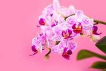 Beautiful Pink Orchid Closeup.