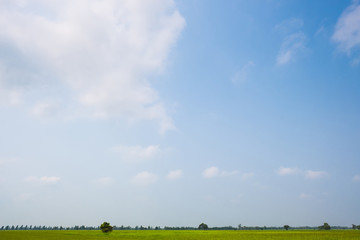 Wall Mural - Green field and clear sky background.