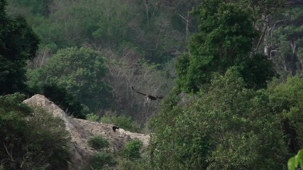 Wall Mural - huge vulture landing in the heat of sunlight. himalayan griffon grounding on the cliff rock with ful