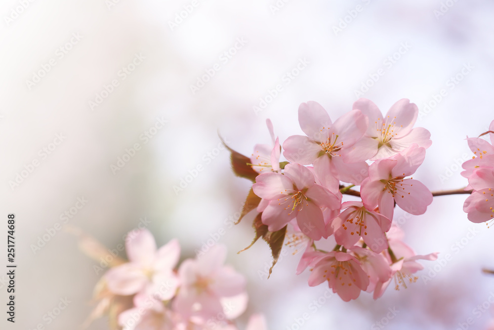 branch of cherry blossoms Sakura. spring time - obrazy, fototapety, plakaty 
