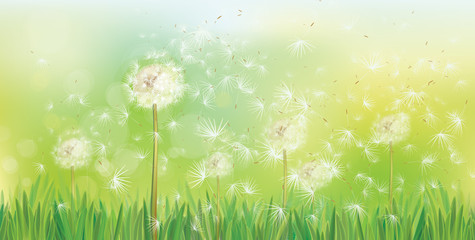 Wall Mural - Vector spring background with white dandelions.