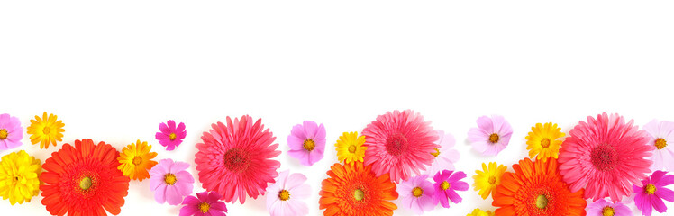 Wall Mural - Banner, a border from multi-colored flowers: gerbera, cosmos, isolated on a white background, top view. The concept of summer, spring, Mother's Day, March 8. 