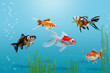 Goldfish in aquarium, blue background, different colorful carassius auratus fishes in fish tank with bubbles and water plants