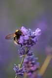Fototapeta Lawenda - Lavender angustifolia, lavandula in sunlight in herb garden with honey bee