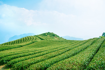 Beautiful tea garden rows scene isolated with blue sky and cloud, design concept for the tea product background, copy space, aerial view