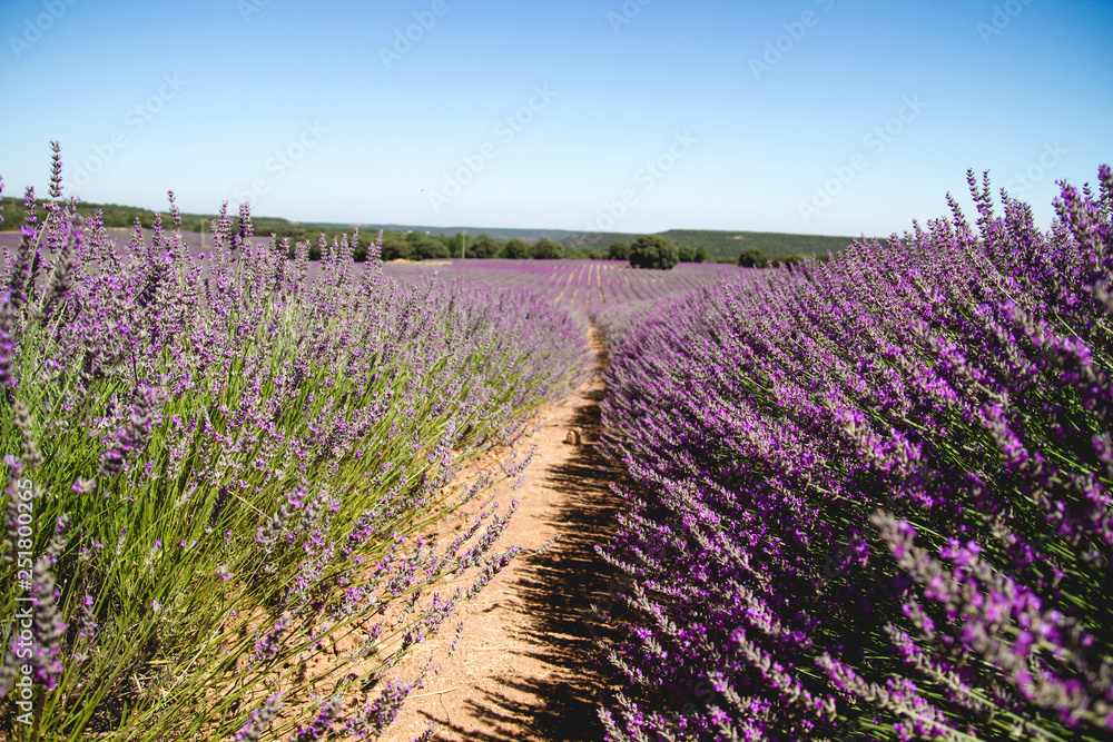 Lavender farm in la Alcarria, Spain - obrazy, fototapety, plakaty 