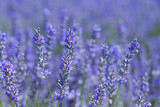 Fototapeta Lawenda - Lavender blue flowers close up