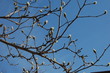 © Jessica Kirk  - Magnolia tree branches with buds