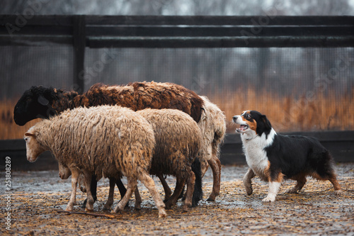 Two Border Collie Dog Red Haired Black And White Grazing Sheep In