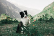 beautiful black and white dog border collie sit on a field with flowers and look in camera. in the background mountains. space for text