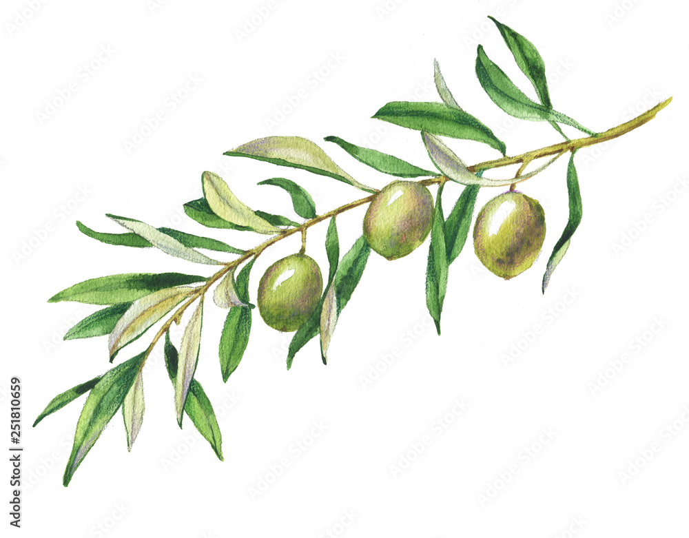 Hand drawn watercolor illustration with green olives and olive branch ...