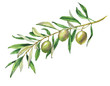 Hand drawn watercolor illustration with green olives and olive branch