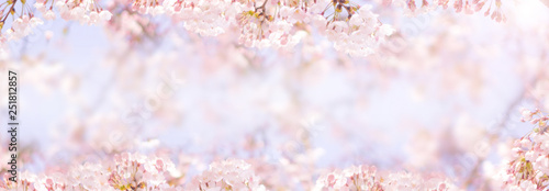 Fototapety kwiaty wiśni   kwiat-wisni-wiosna-na-tle-lub-skopiuj-miejsce-na-tekst