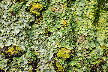 Wall Mural - green moss on the tree