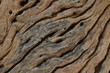 © OMG Snap - Close-up view the texture of dead wood