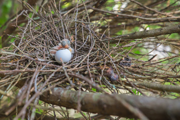 Egg and newborn babies hatch in the nest