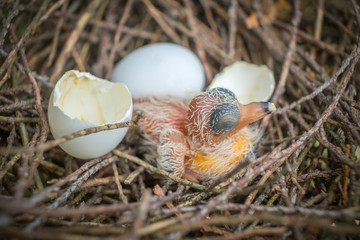 Egg and newborn babies hatch in the nest