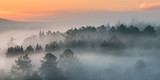 Fototapeta Niebo - panorama of an attractive foggy morning in the forest. view from height