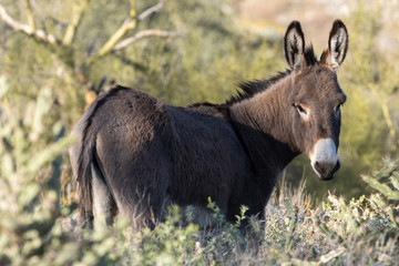 Wall Mural - wild burro in the arizona desert