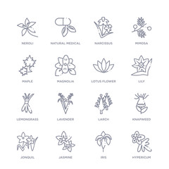 Naklejka na meble set of 16 thin linear icons such as hypericum, iris, jasmine, jonquil, knapweed, larch, lavender from nature collection on white background, outline sign icons or symbols