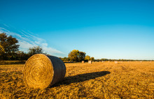 Round Hay Bale In A Farm Field