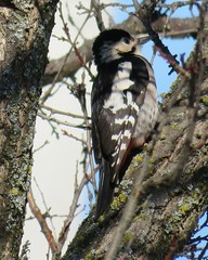 Europian woodpecker on a tree in spring season, closeup