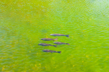 Wall Mural - Fish in a transparent green water lake