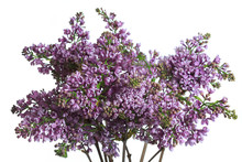 Lilac Bouquet Isolated On White Background.