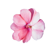 Shimmering Pink Impatiens Flower Cutout On A White Background