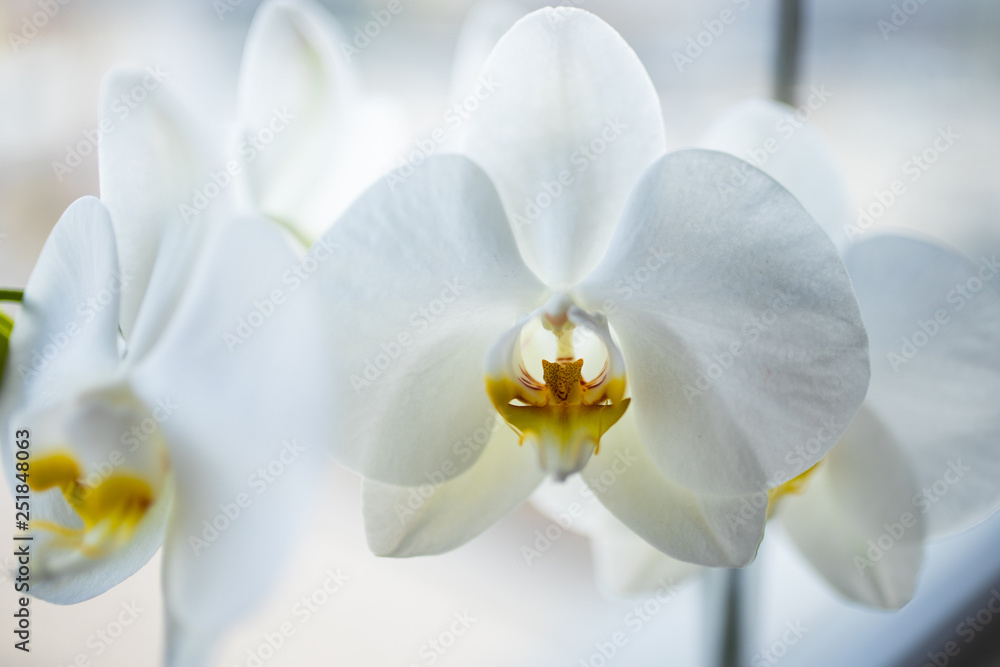 Obraz na płótnie White orchid w salonie