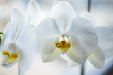 Fototapeta Kwiaty - White orchid