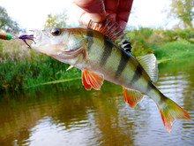 Perch In The Hand Of The Angler Against The Background Of The River. 