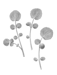 Wall Mural - Watercress Pencil Illustration Isolated on White