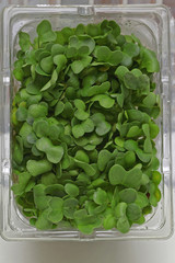 Watercress