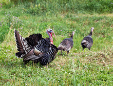 Male Turkey And His Turkeys Walk In The Field