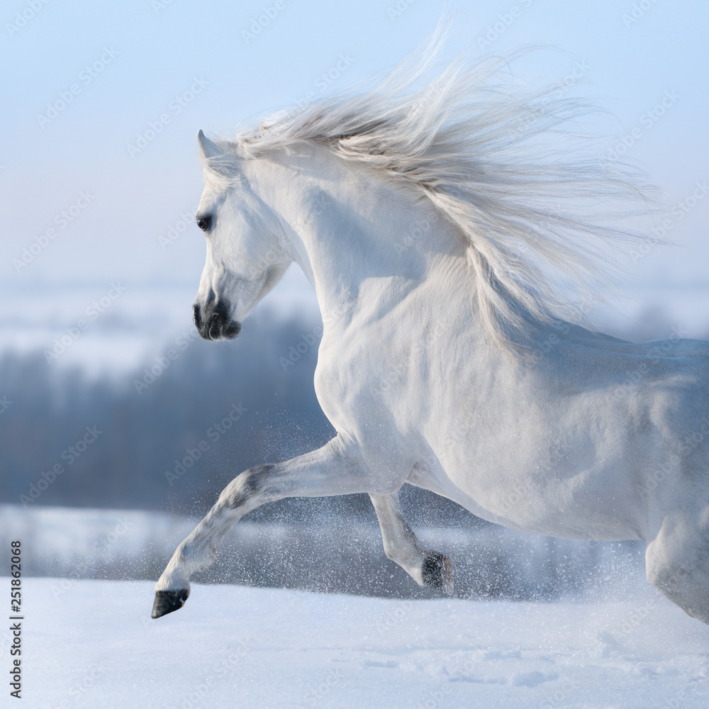 Beautiful white horse with long mane galloping across winter meadow. - obrazy, fototapety, plakaty 
