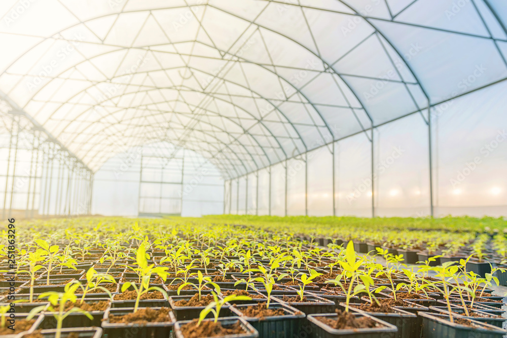 Young plants growing in a greenhouse Stock Photo | Adobe Stock