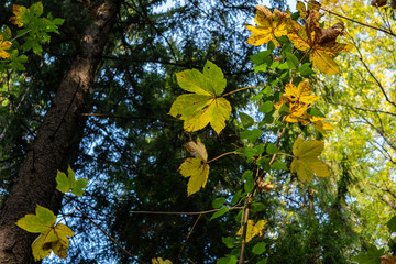 Wall Mural - Fall leaves background