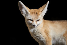 Close-up Of A Fennec Fox (Vulpes Zerda) Isolated On Black Background
