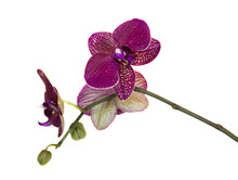 Purple Speckled Orchid, Isolate On White Background