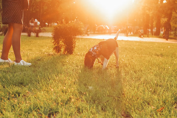 Wall Mural - girl with beagle at sunset