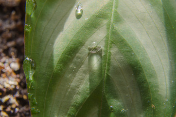 Close-up of water drops on a leaf of a flower.