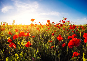 Sticker - Blooming red poppies on field against the sun, blue sky. Wild flowers in springtime.