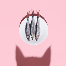Cat Vs Fish. Curious Cat Shadow And Plate With Silver Fish On Pink Background. Hard Light. Top View. Flat Lay. Curiousity And Food Concept.