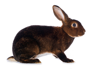 Wall Mural - Castor rex rabbit on white background