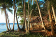 Beach hut in coconut tree grove near sunset - Siargao Philippines
