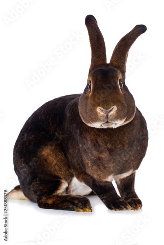 Cuadros en Lienzo Castor rex rabbit on white background