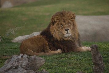 El rey de la selva