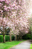Fototapeta Las - Pink Cherry Trees in Bloom in Park during Spring