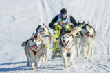 Fototapeta Psy - Musher hiding behind sleigh at sled dog winter race
